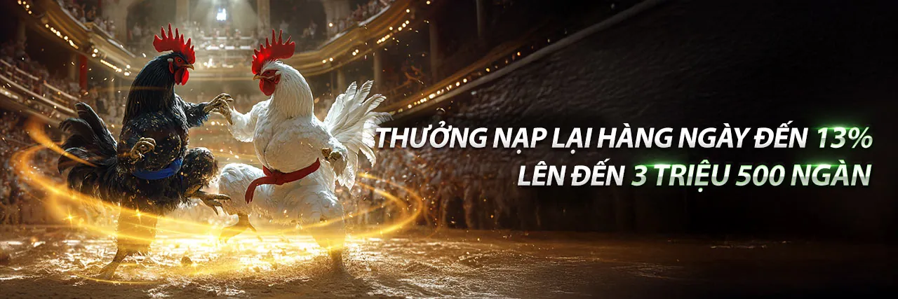 Sân đấu đá gà trực tuyến sôi động tại Kubet
